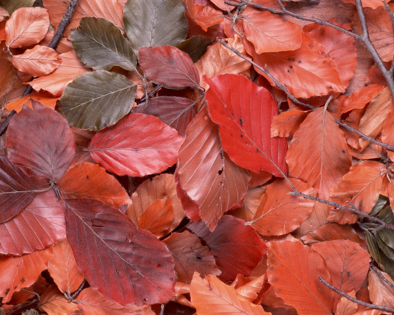 1680 flowers green leaf background wallpaper (5) #1 - 1280x1024