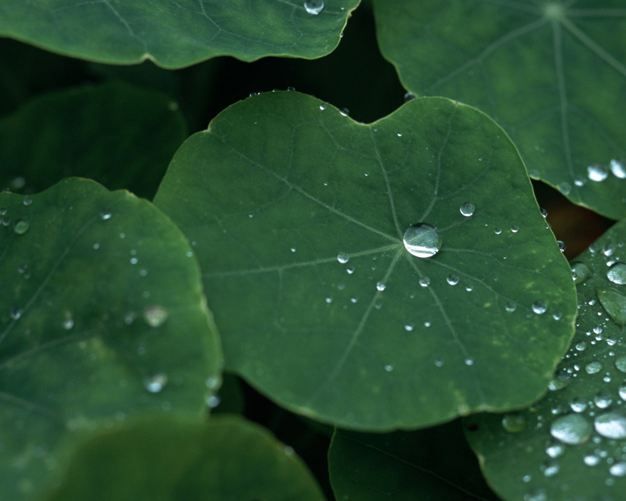 1680 flowers green leaf background wallpaper (5) #3 - 1280x1024