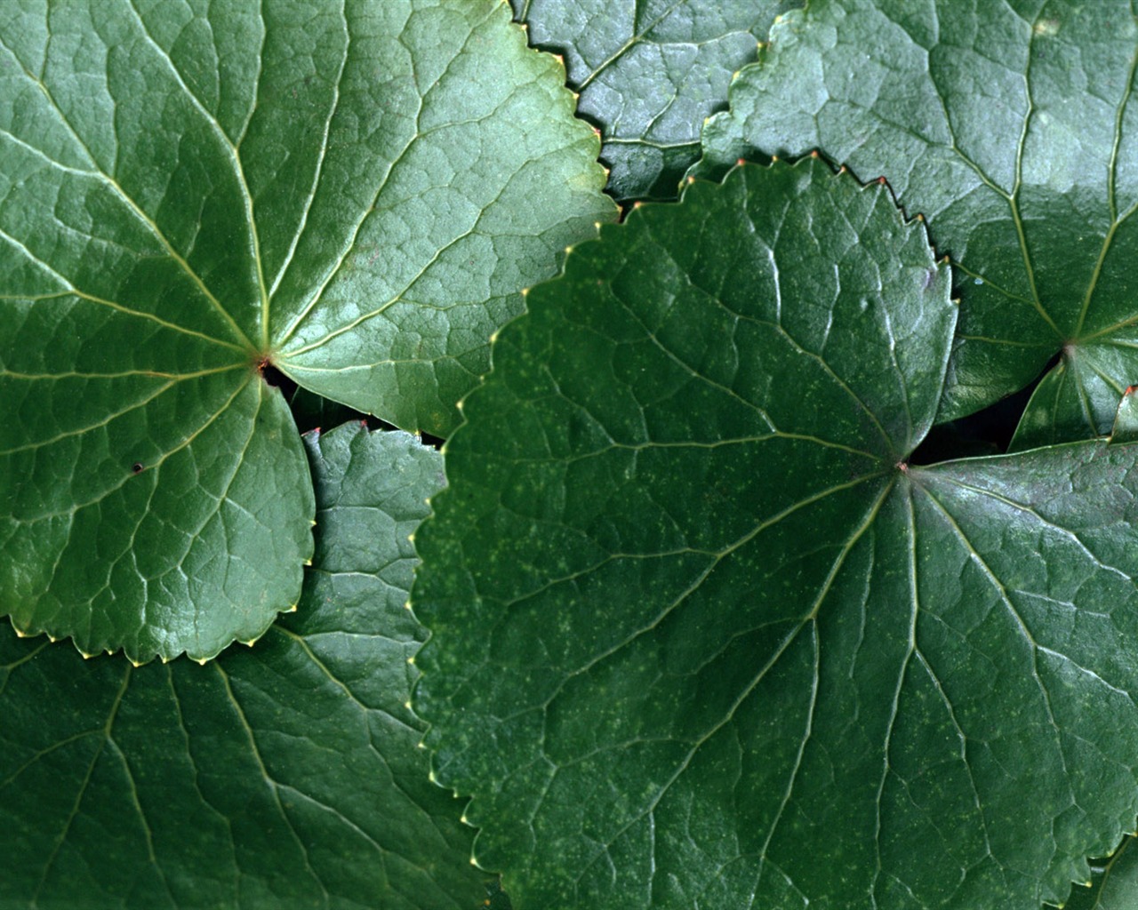 1680 꽃 녹색 잎 배경 벽지 (5) #4 - 1280x1024