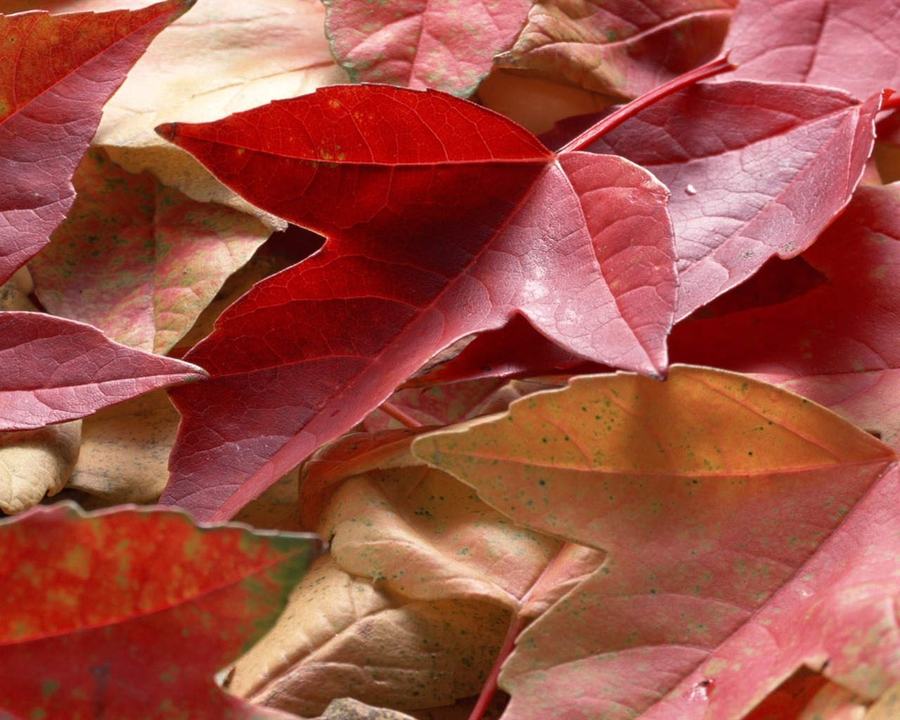 1680 flowers green leaf background wallpaper (5) #6 - 1280x1024