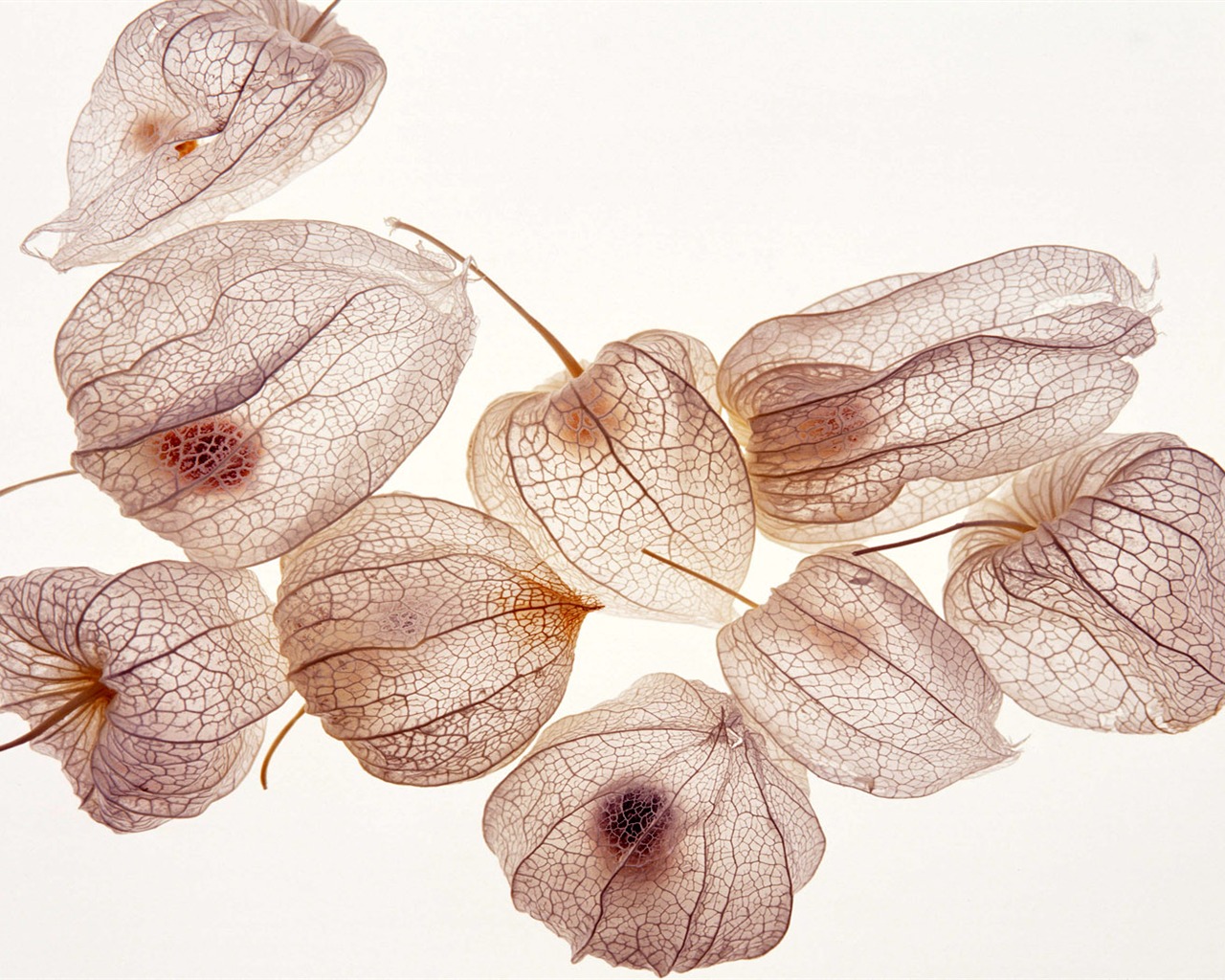 1680 flowers green leaf background wallpaper (5) #9 - 1280x1024
