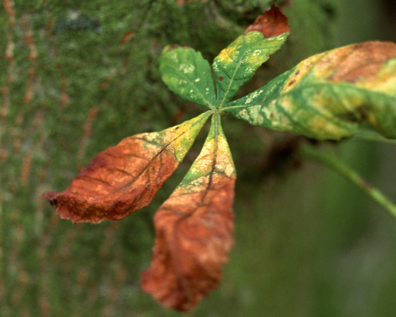 1680 flowers green leaf background wallpaper (5) #14 - 1280x1024