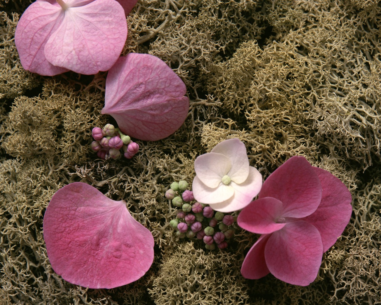 1680 flowers green leaf background wallpaper (5) #15 - 1280x1024