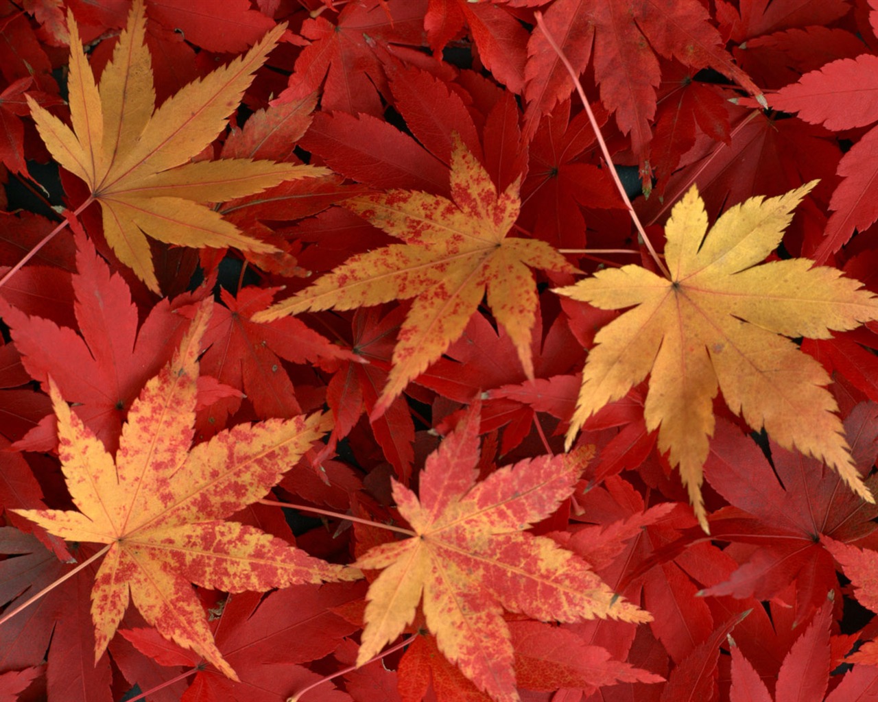 1680 flowers green leaf background wallpaper (6) #14 - 1280x1024