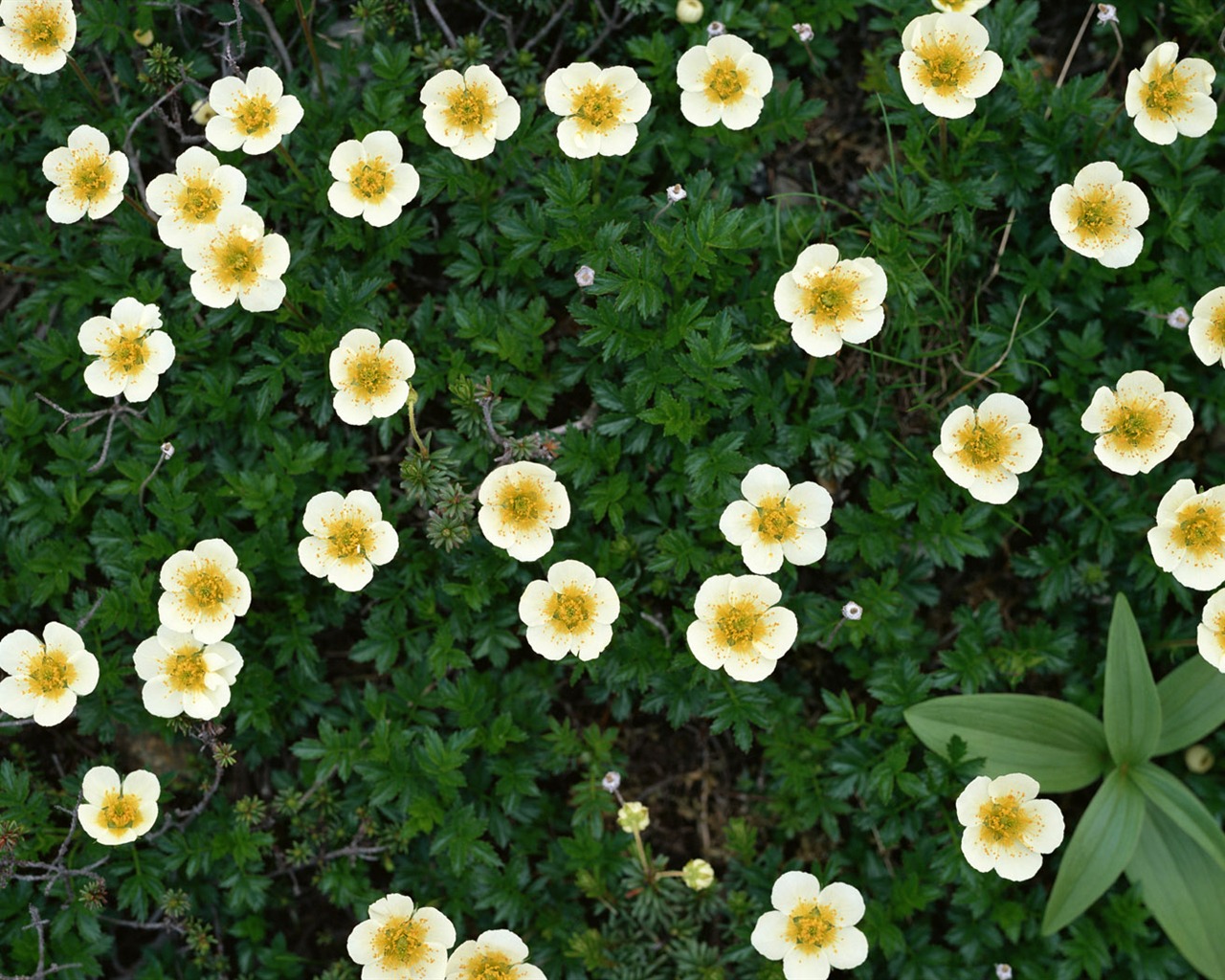 1680 fleurs vertes feuilles fond d'écran (6) #20 - 1280x1024