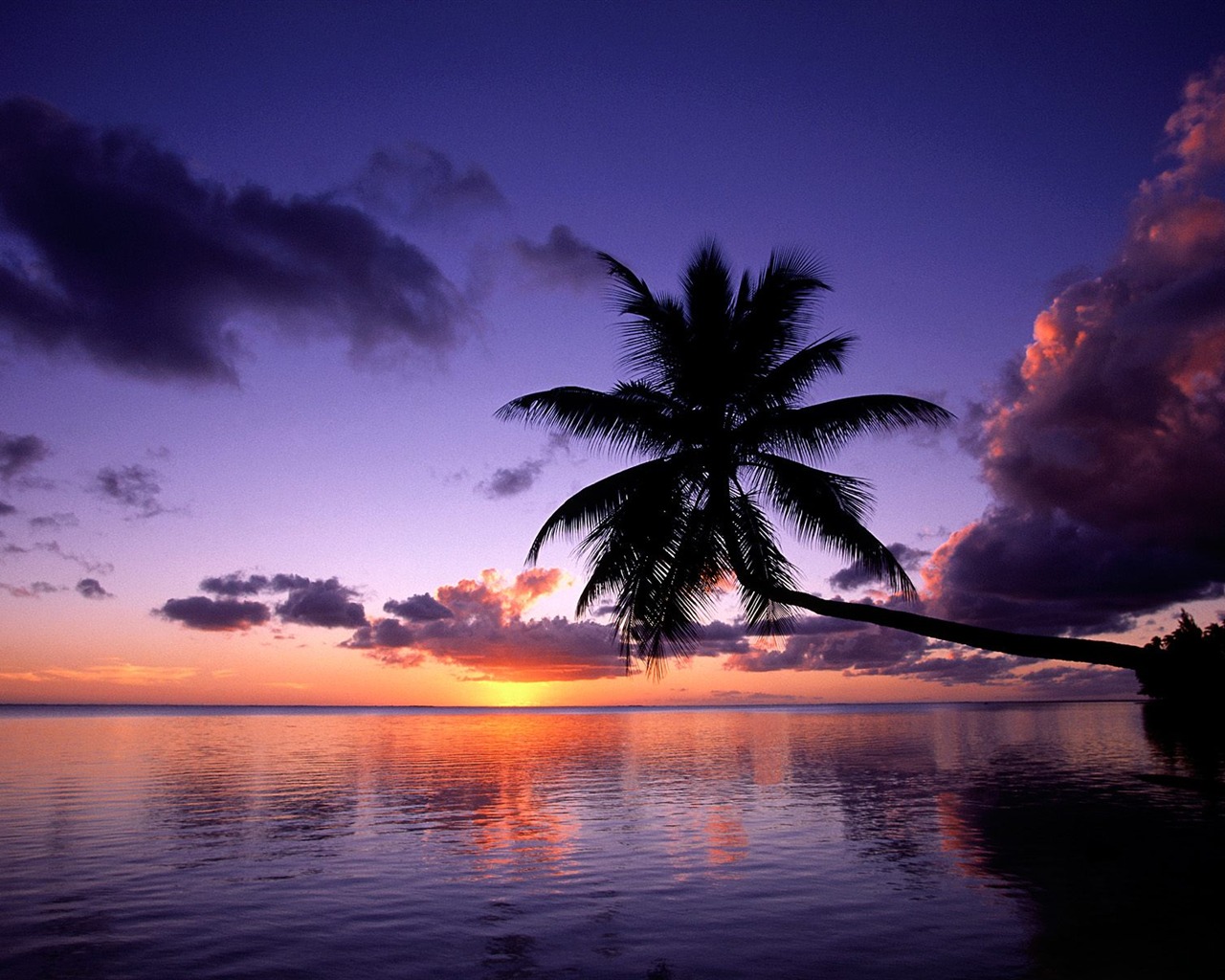 Palm tree sunset wallpaper (1) #4 - 1280x1024