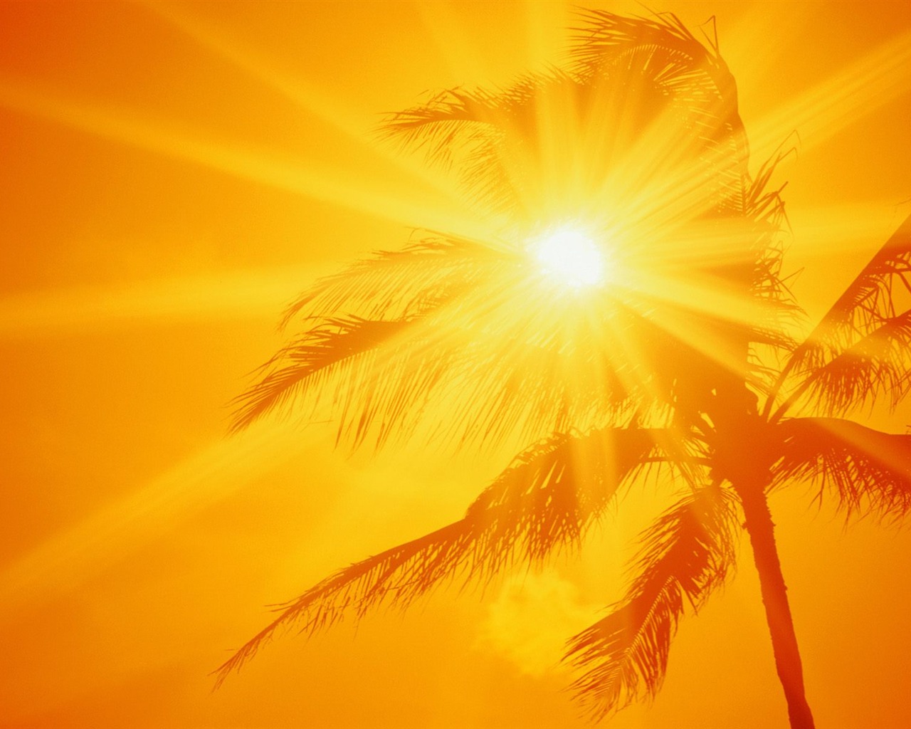 Palm tree sunset wallpaper (1) #5 - 1280x1024