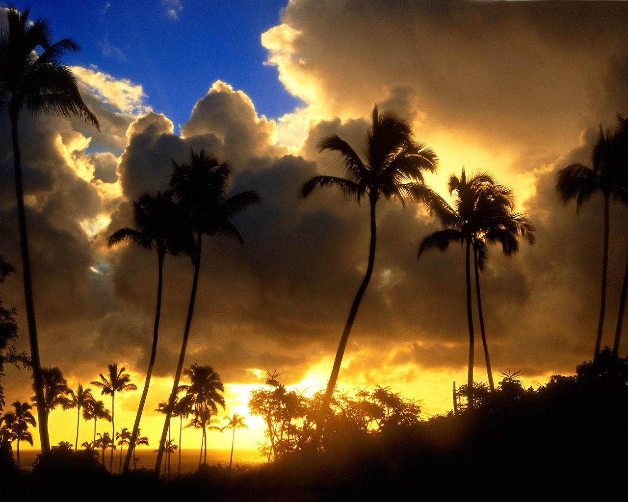 Palm tree sunset wallpaper (1) #8 - 1280x1024