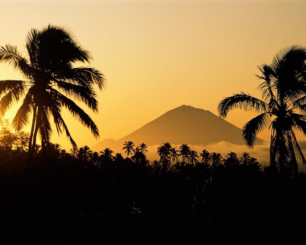 Palm tree sunset wallpaper (1) #10 - 1280x1024