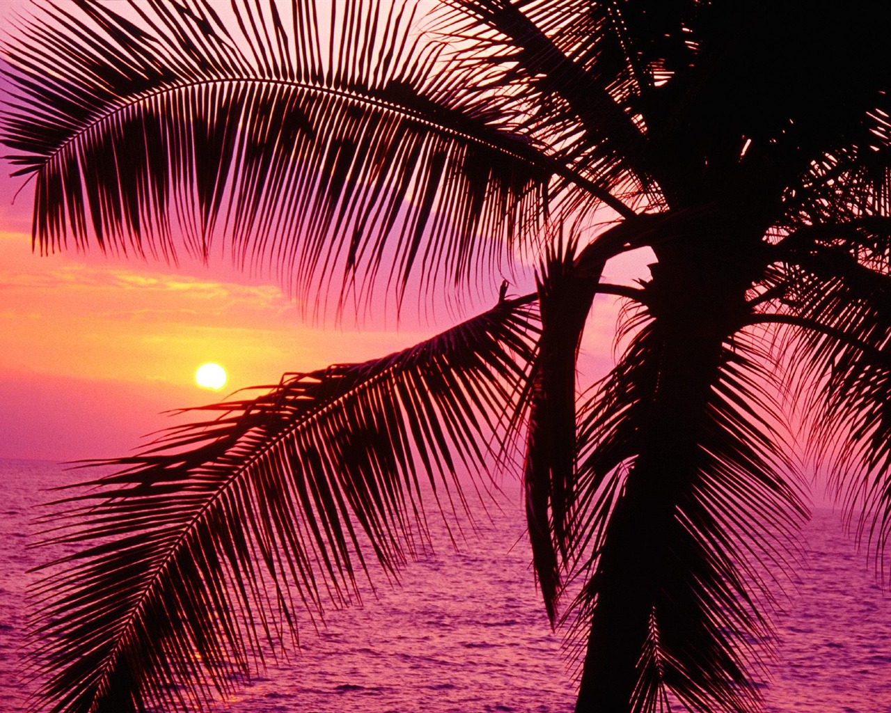 Fond d'écran Palm arbre coucher de soleil (1) #15 - 1280x1024