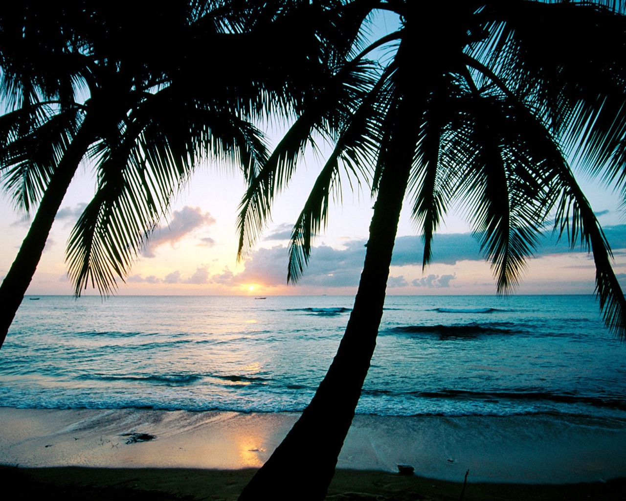 Fond d'écran Palm arbre coucher de soleil (1) #17 - 1280x1024
