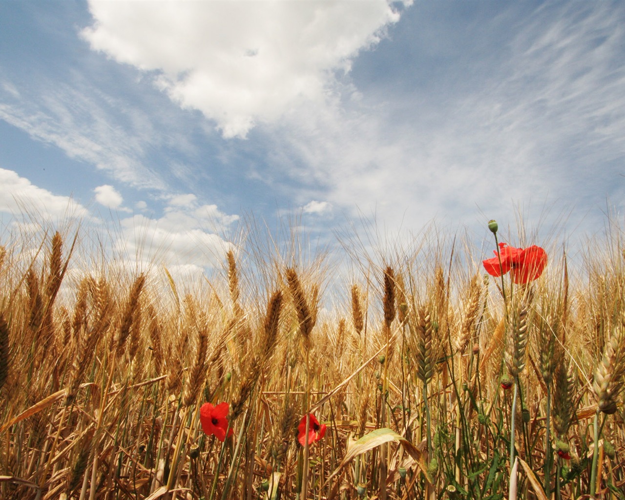 Wheat wallpaper (3) #4 - 1280x1024