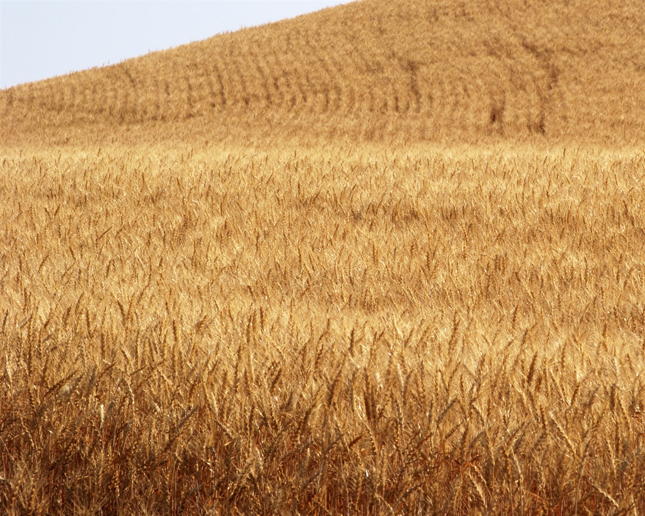 Fond d'écran du blé (3) #5 - 1280x1024