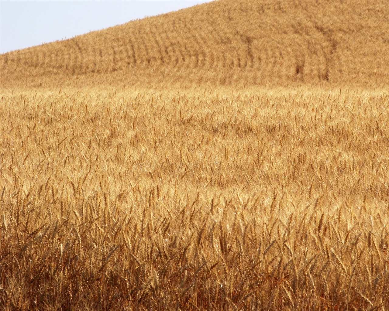 Wheat wallpaper (3) #5 - 1280x1024