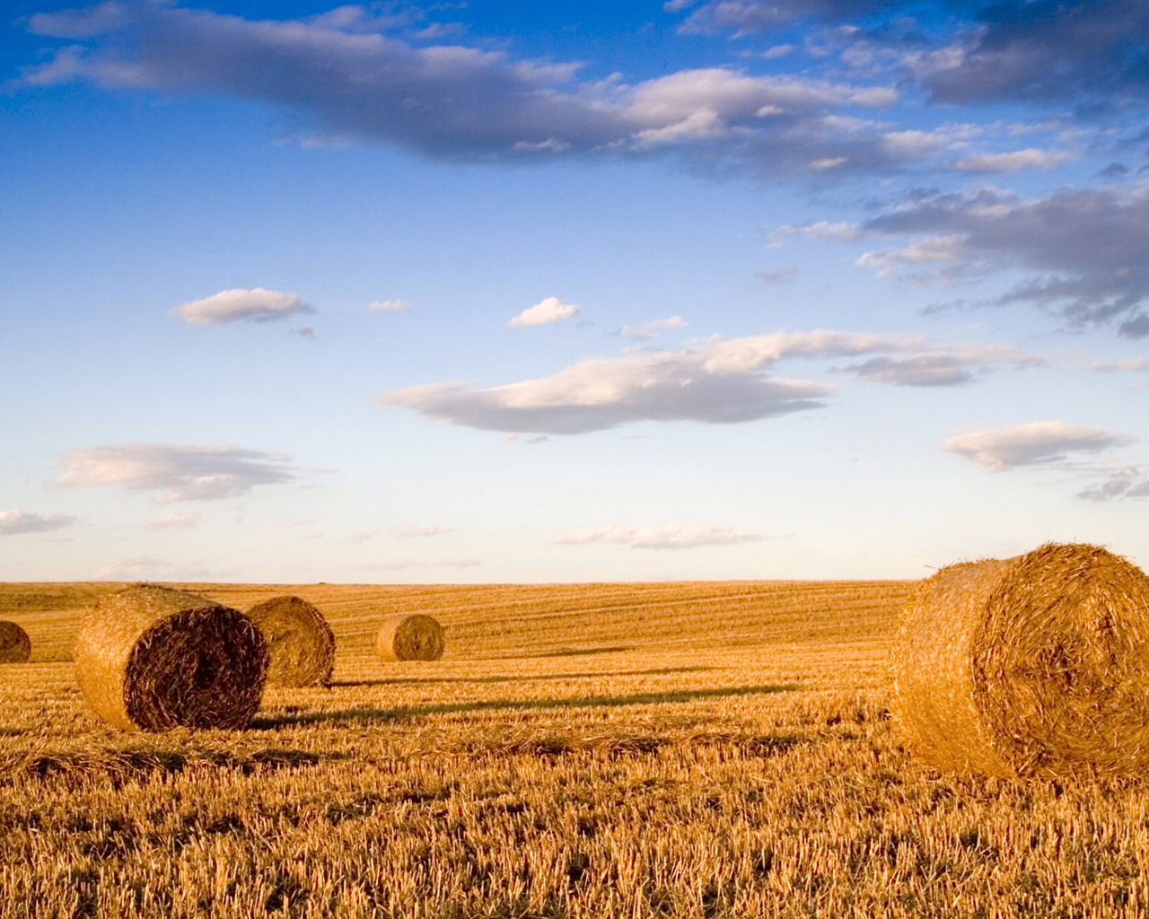 Wheat wallpaper (3) #6 - 1280x1024