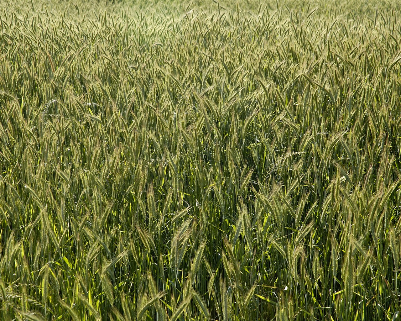 Fond d'écran du blé (3) #7 - 1280x1024