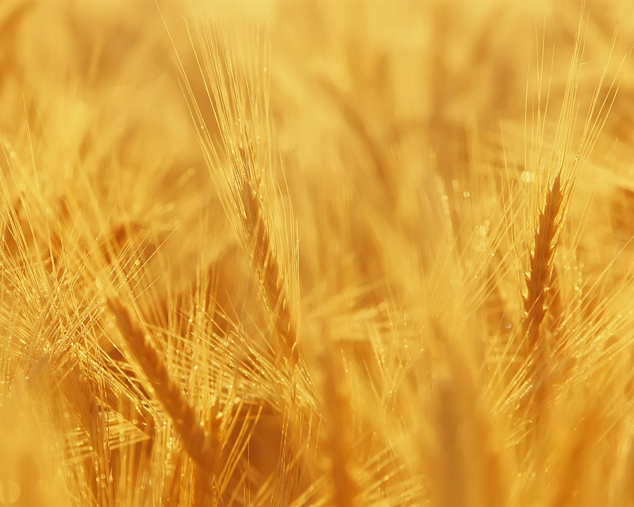 Fond d'écran du blé (3) #8 - 1280x1024