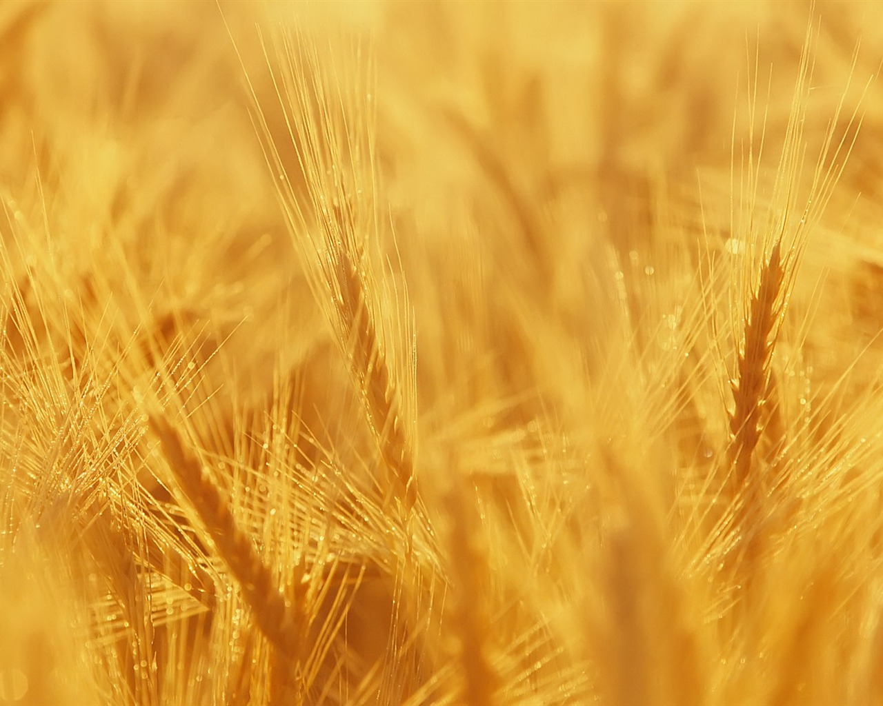 Wheat wallpaper (3) #8 - 1280x1024