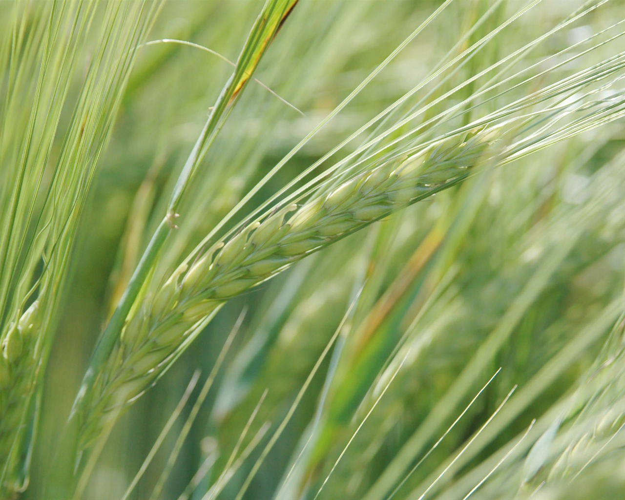 Fond d'écran du blé (3) #9 - 1280x1024