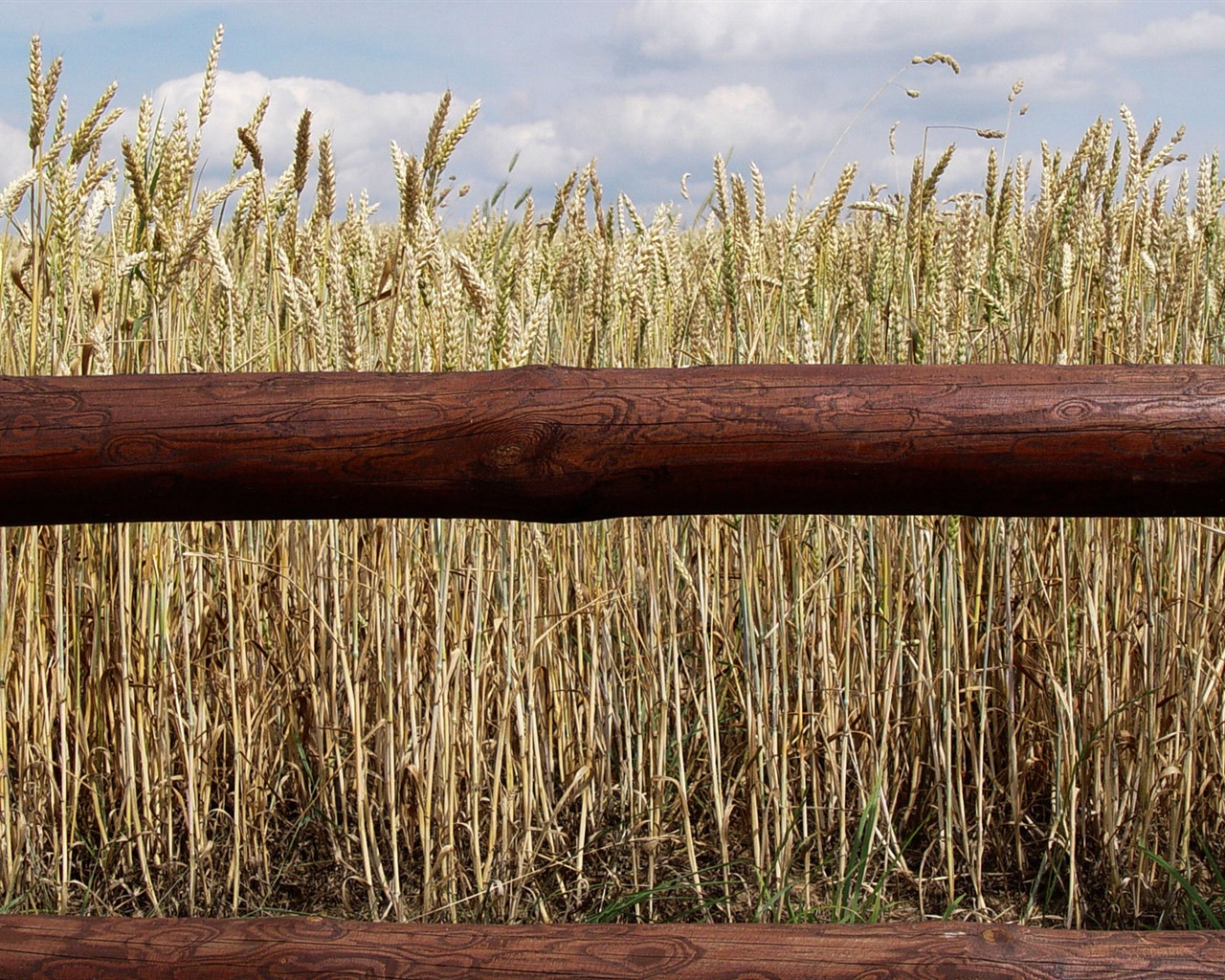 Wheat wallpaper (3) #11 - 1280x1024