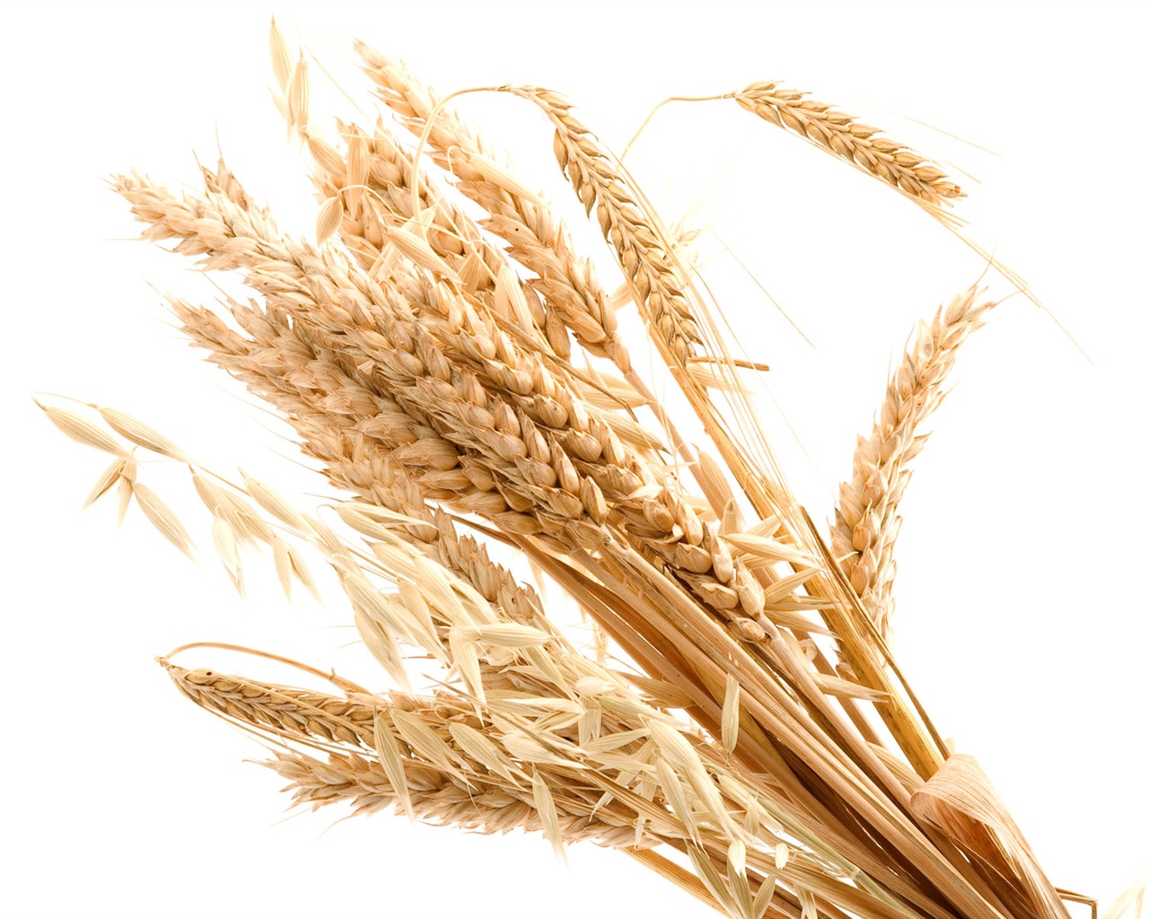 Fond d'écran du blé (3) #15 - 1280x1024