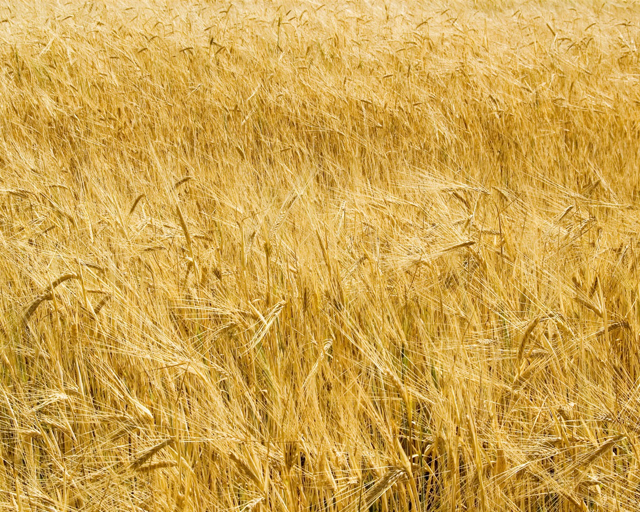 Fond d'écran du blé (3) #16 - 1280x1024