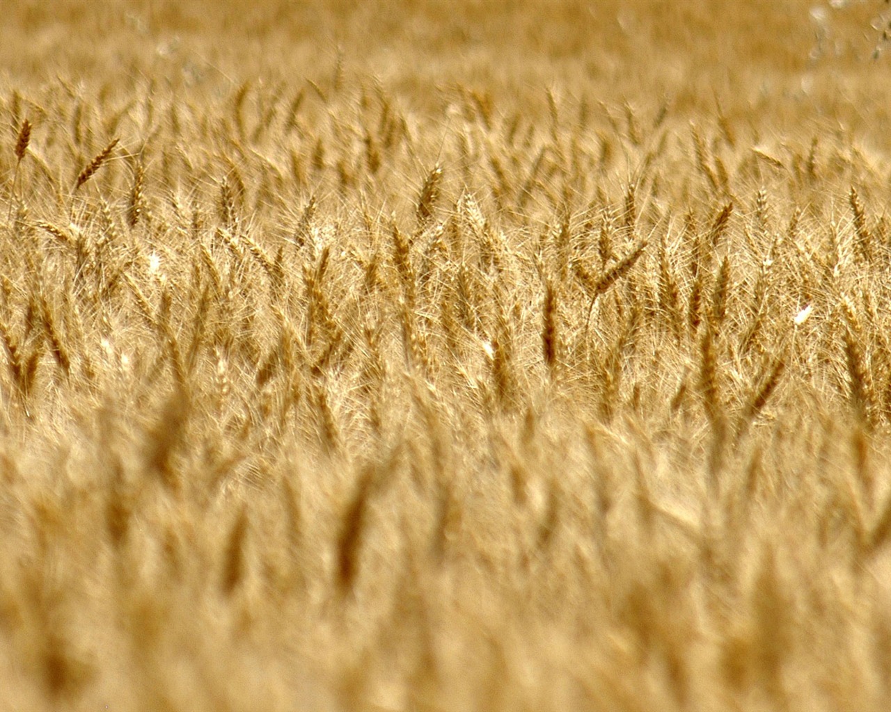 Fond d'écran du blé (3) #18 - 1280x1024