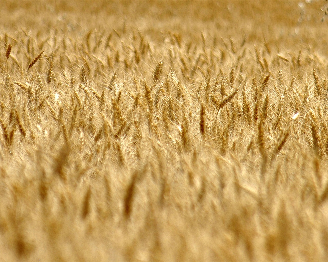 Pšenice tapety (3) #18 - 1280x1024