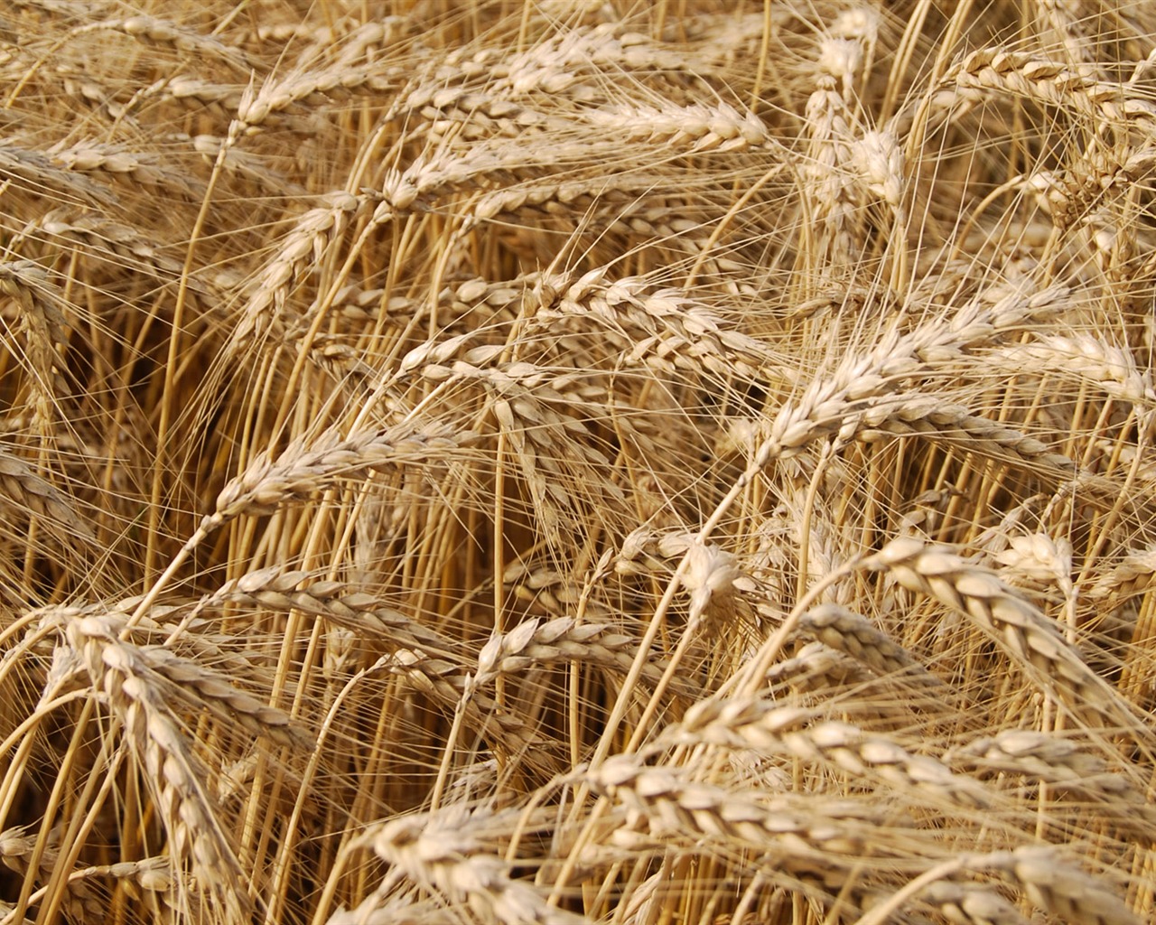 Wheat wallpaper (4) #2 - 1280x1024