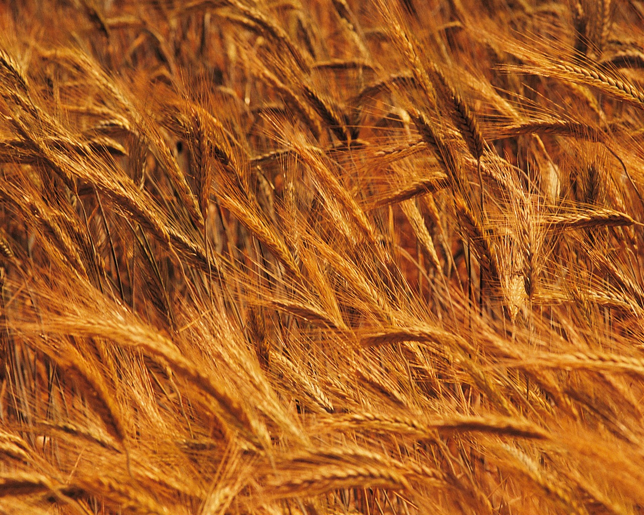 Wheat wallpaper (4) #4 - 1280x1024