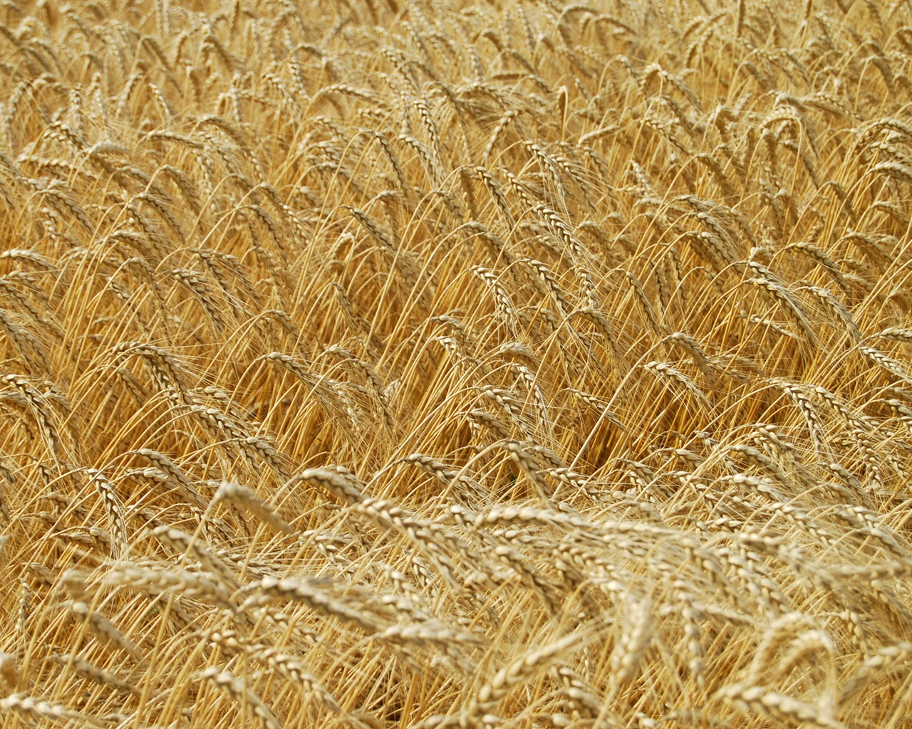 Wheat wallpaper (4) #8 - 1280x1024