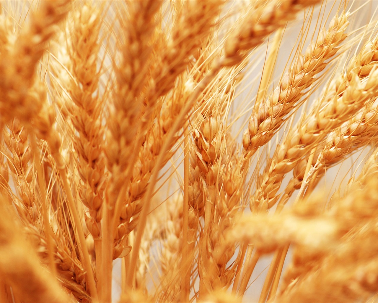 Wheat wallpaper (4) #13 - 1280x1024