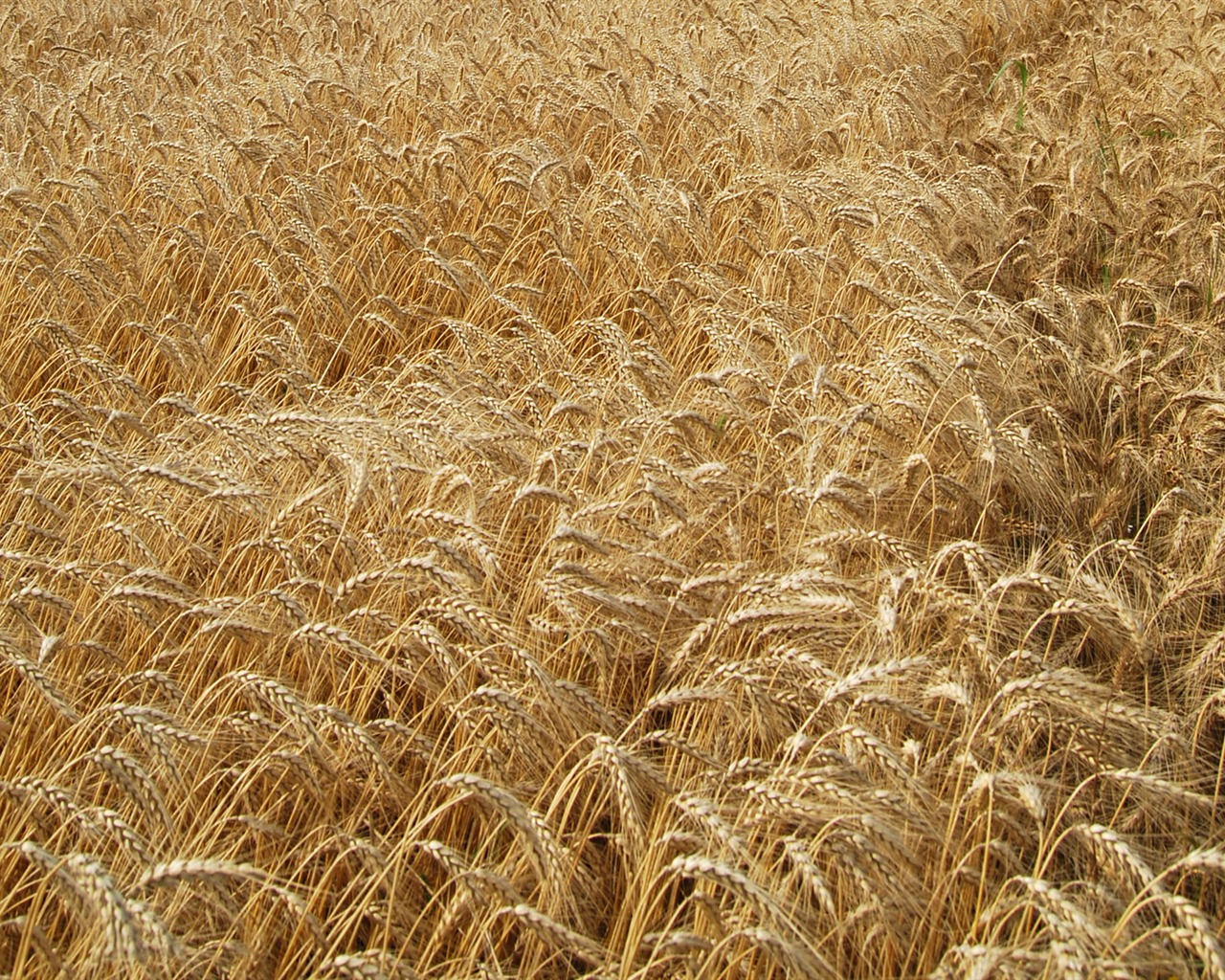 Wheat wallpaper (4) #15 - 1280x1024