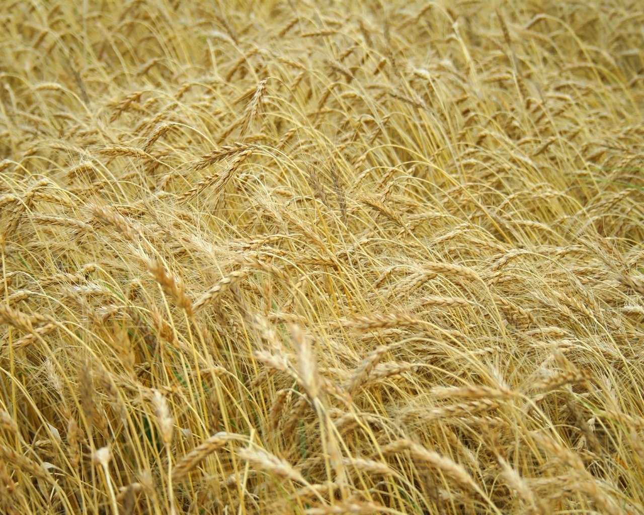 Pšenice tapety (4) #17 - 1280x1024