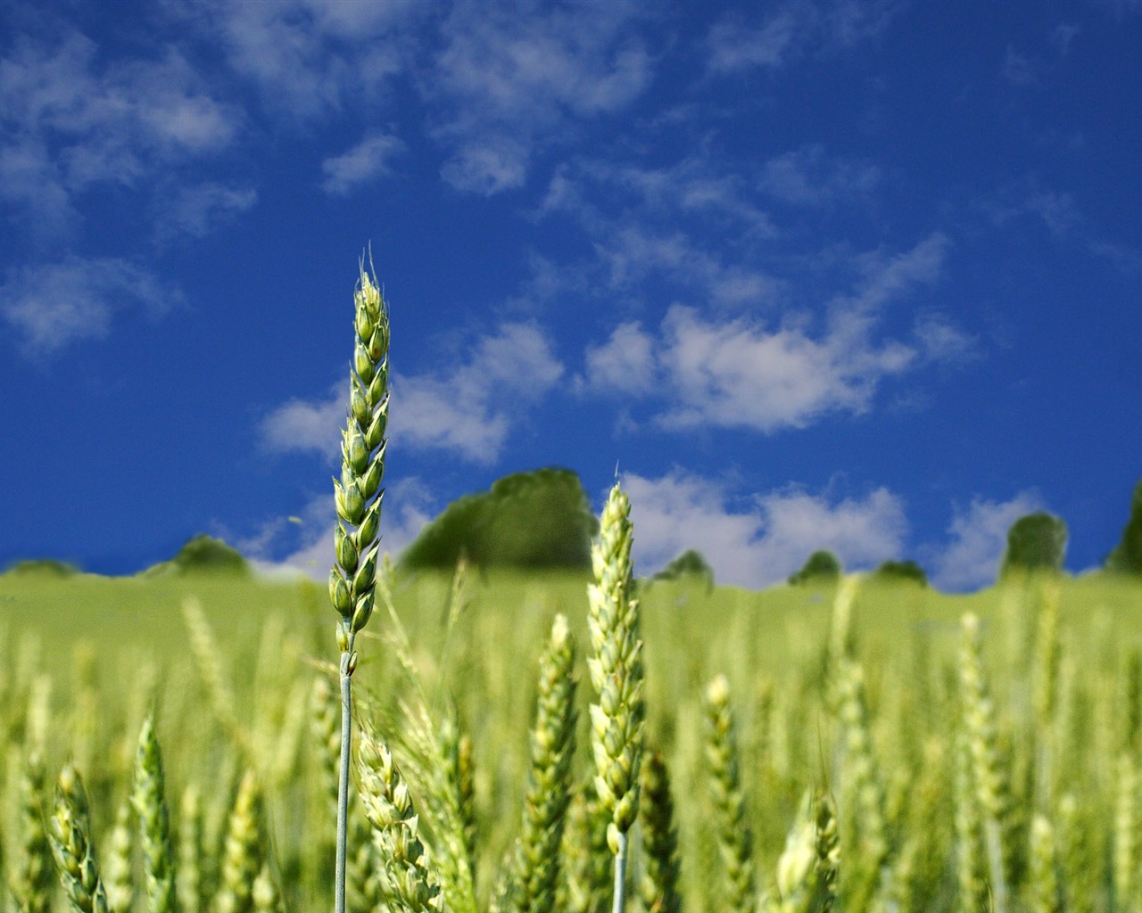 Wheat wallpaper (4) #19 - 1280x1024