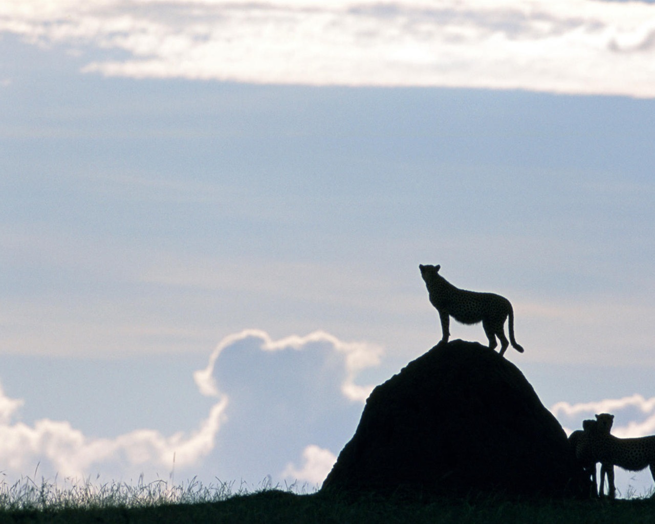 Animal Widescreen Wallpapers Collection (9) #4 - 1280x1024