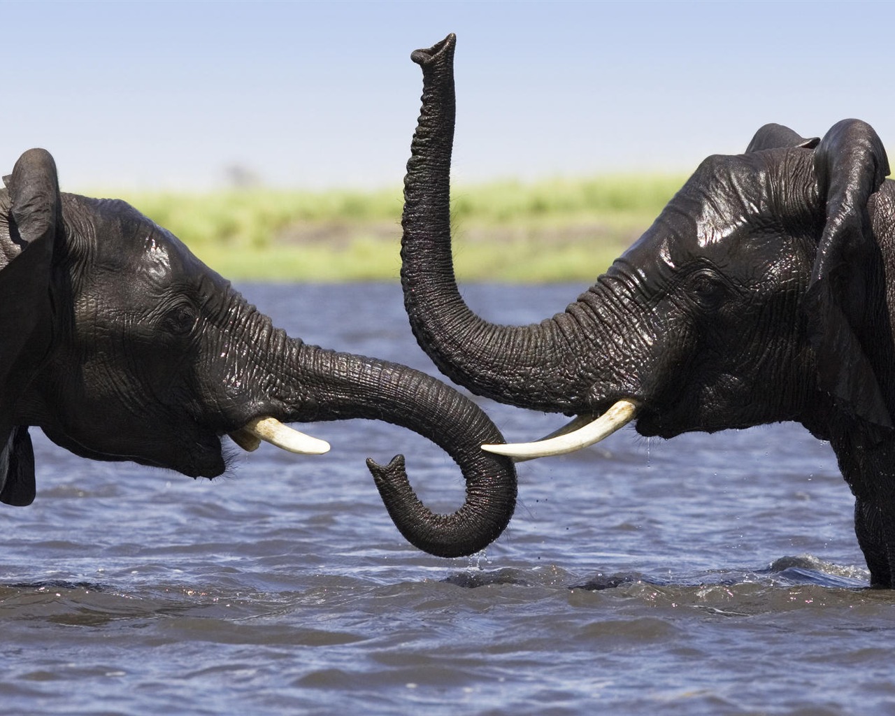 Animal Widescreen Wallpapers Collection (9) #20 - 1280x1024
