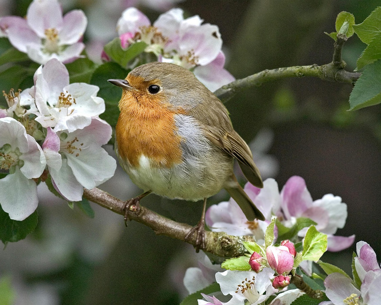 Animal Widescreen Wallpapers Collection (10) #3 - 1280x1024