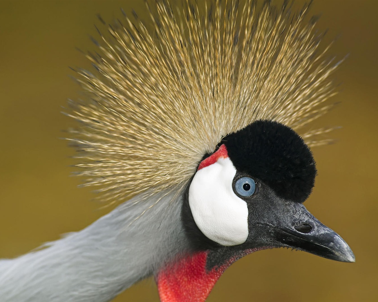 Animal Widescreen Wallpapers Collection (10) #10 - 1280x1024