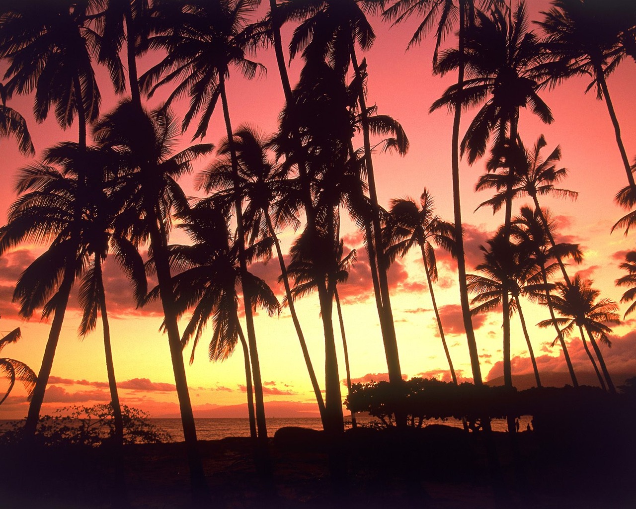 Palme Sonnenuntergang Wallpaper (2) #3 - 1280x1024