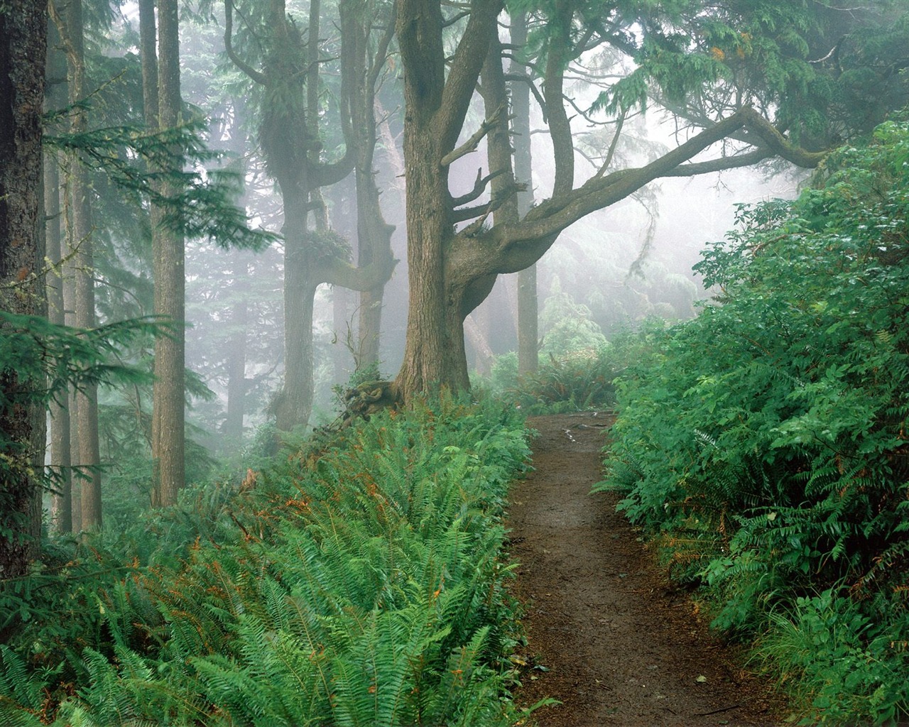 Plant trees wallpaper (1) #3 - 1280x1024