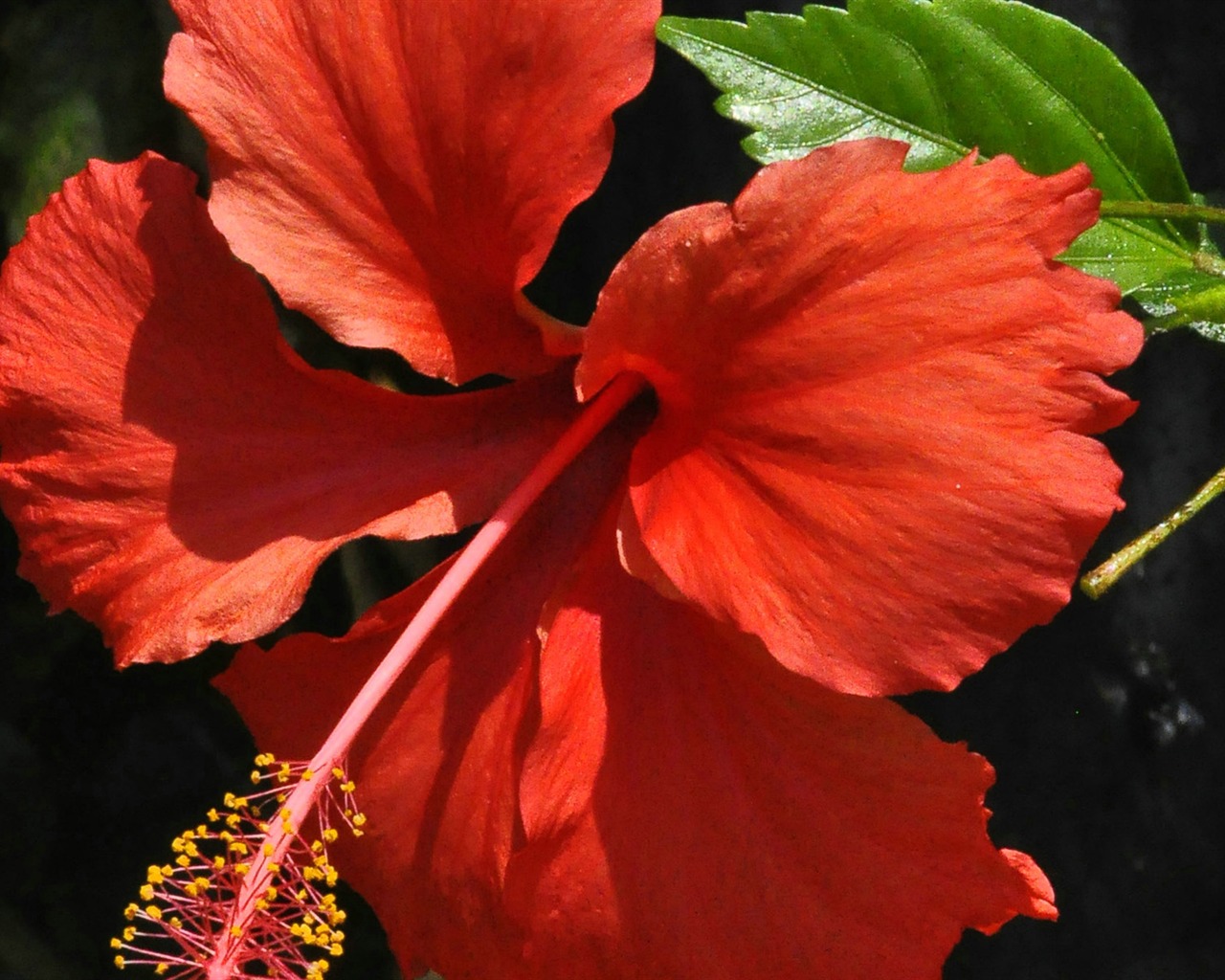 Reveal fragrant flowers (old Kang OK works) #14 - 1280x1024