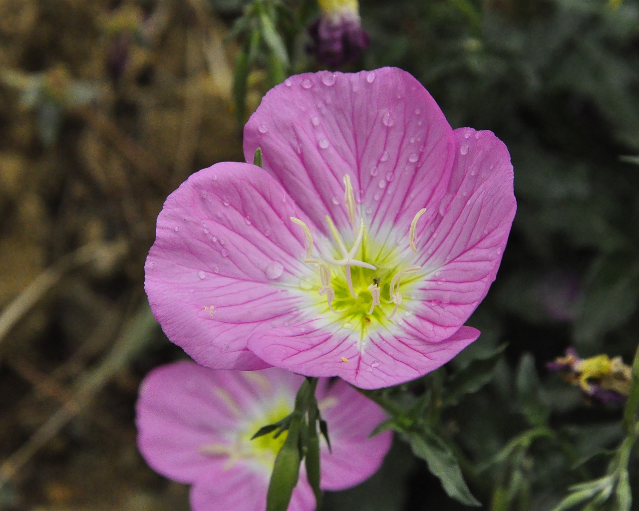 Reveal fragrant flowers (old Kang OK works) #24 - 1280x1024