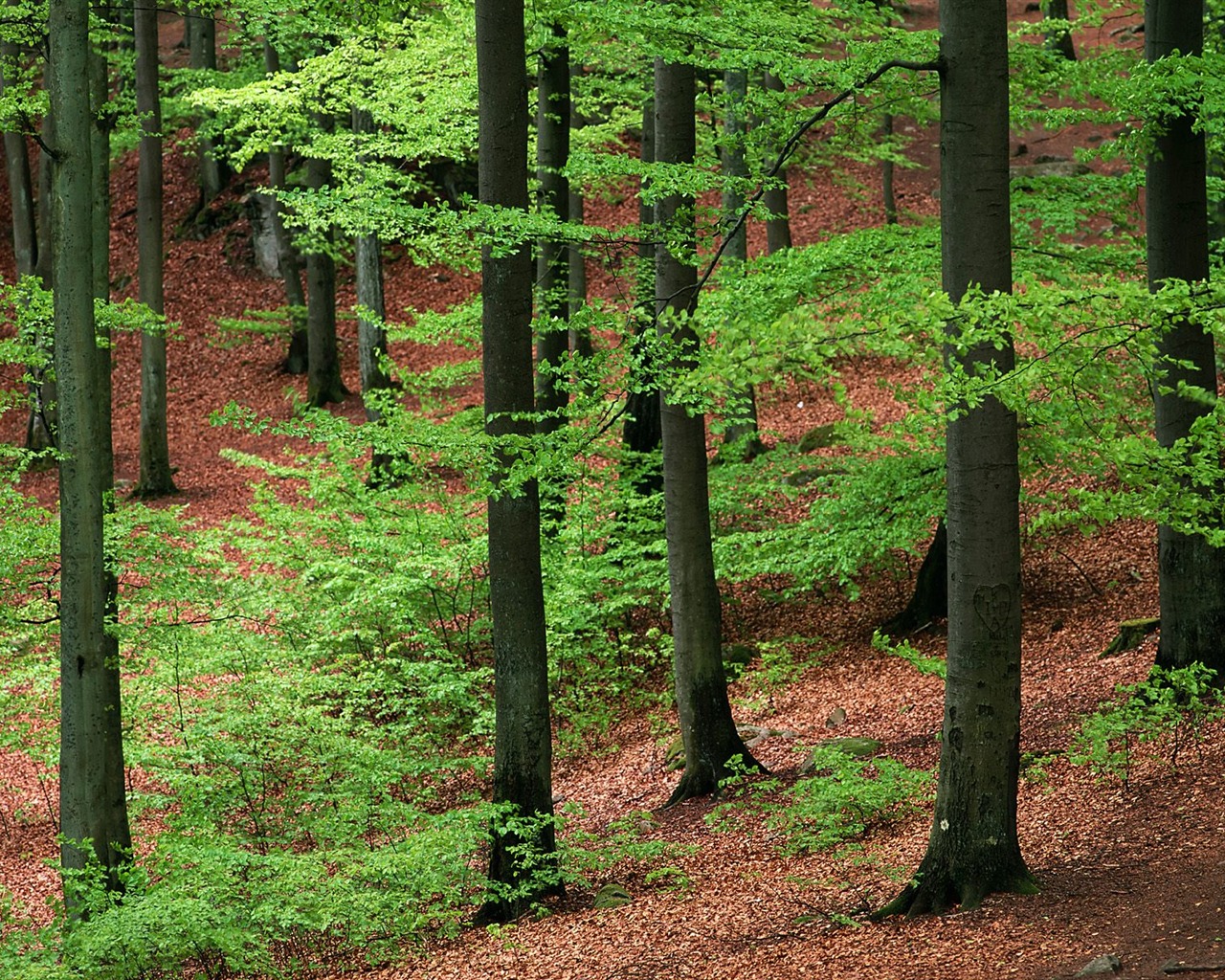 Plant trees wallpaper (2) #11 - 1280x1024