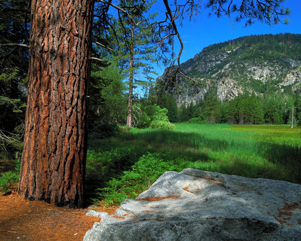 Zasadit stromy, tapety (2) #15 - 1280x1024