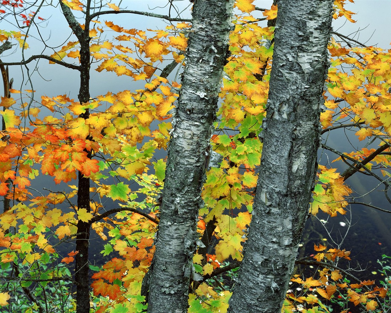 Zasadit stromy, tapety (2) #19 - 1280x1024