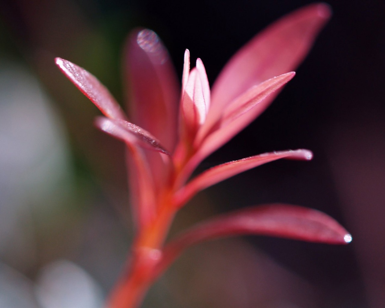 E500 Plant Feature (tjkdplayer works) #1 - 1280x1024