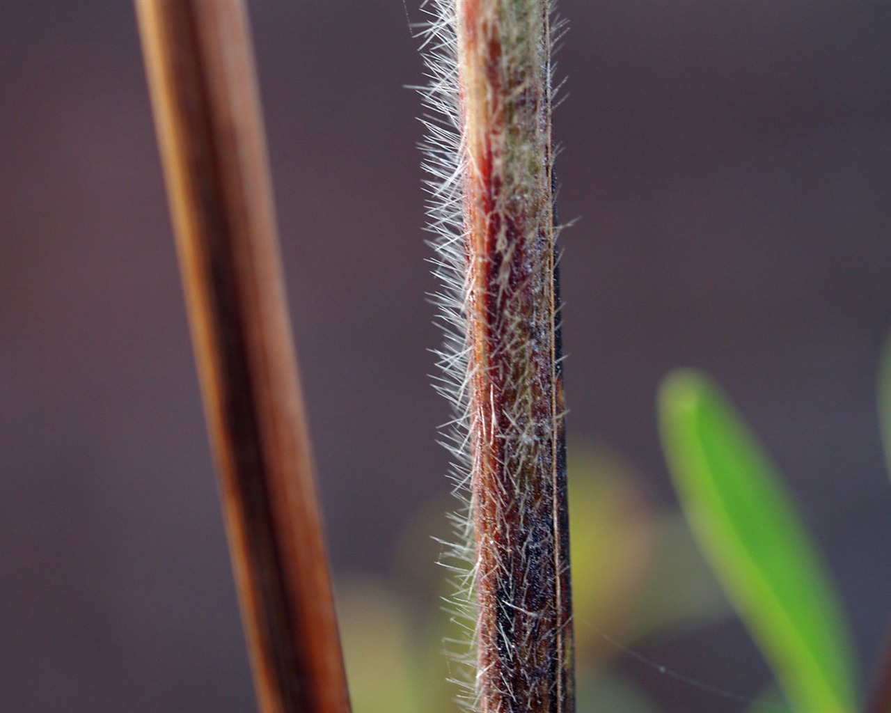E500 Plant Feature (tjkdplayer works) #5 - 1280x1024