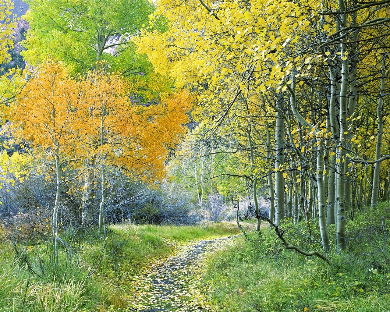 Planter des arbres fonds d'écran (3) #3 - 1280x1024