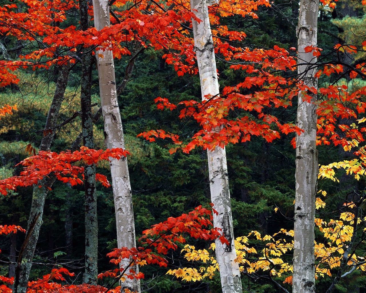 Plante árboles fondo de pantalla (3) #6 - 1280x1024